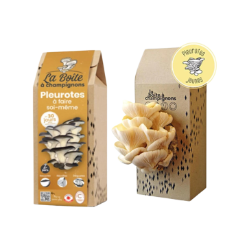 La boite à champignons pleurotes et marc de café DIY - Caron : Torrefacteur français
