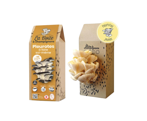 La boite à champignons pleurotes et marc de café DIY - Caron : Torrefacteur français