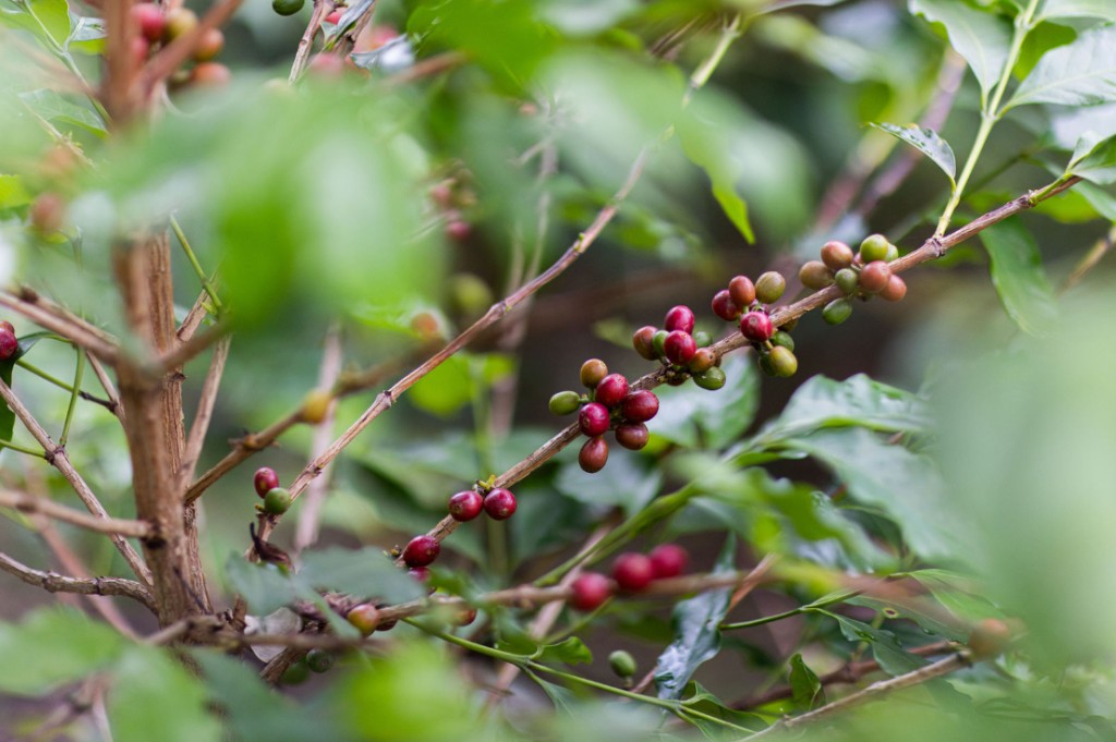 Qu'est ce que le café de spécialité ?