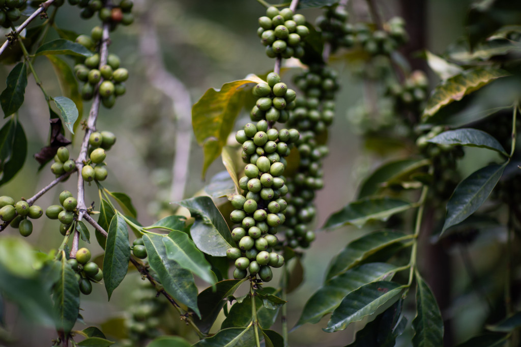 Responsabilité et durabilité de la filière café, engagement pour un café durable