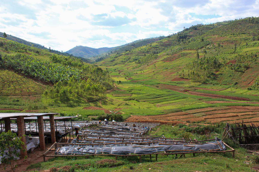 Production de café : climat, résilience et avenir de la filière | Anne Caron