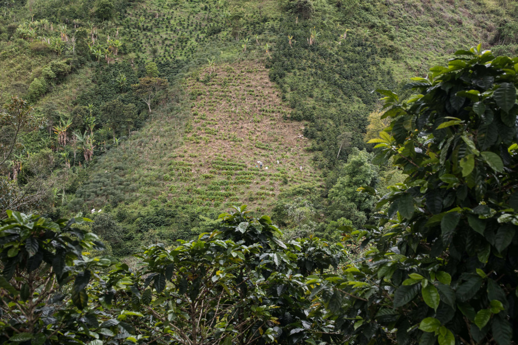 Comment l’innovation transforme la production de café | Anne Caron