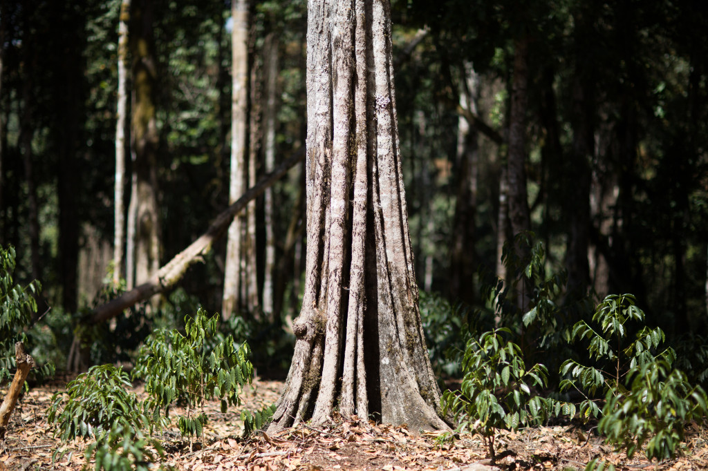 Culture du café en agroforesterie : un modèle durable pour la filière café