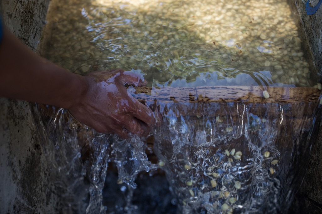 Café et ressource en eau : préserver un bien commun essentiel