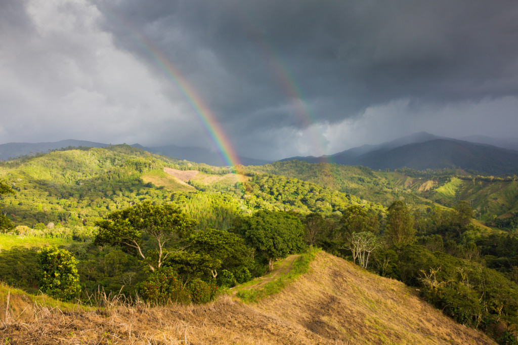 Saisonnalité du café : comprendre la récolte et son impact en tasse