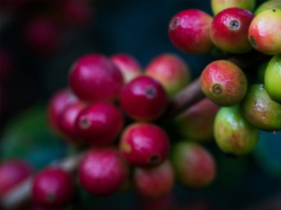 Les bénéfices écologiques et éthiques d’un café de qualité supérieur