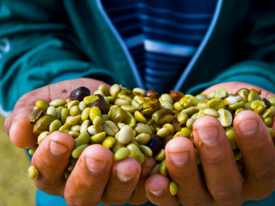 Café de Spécialité : excellence et durabilité chez Anne Caron