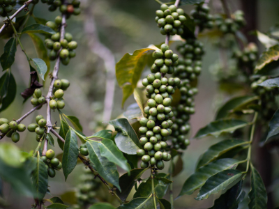 Responsabilité et durabilité de la filière café, engagement pour un café durable
