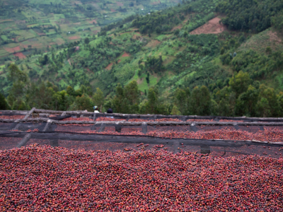 Le terroir du café : comprendre la notion de terroir dans l’univers du café