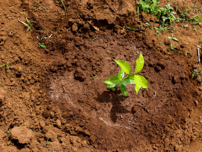 Culture du café : les modèles agroécologiques qui façonnent l’avenir