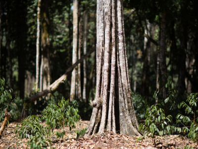 Culture du café en agroforesterie : un modèle durable pour la filière café
