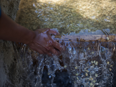 Café et ressource en eau : préserver un bien commun essentiel