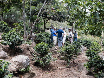 Agroforesterie et biodiversité : comment le café de terroir protège l'ecosystème