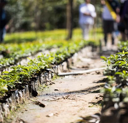 Anne Caron vers  un café  durable