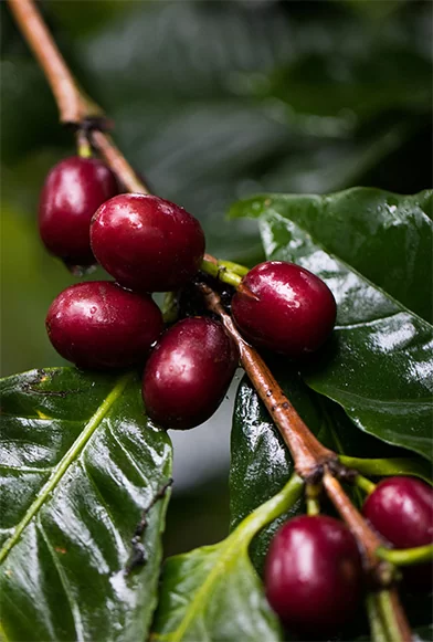 Anne Caron vers  un café  durable