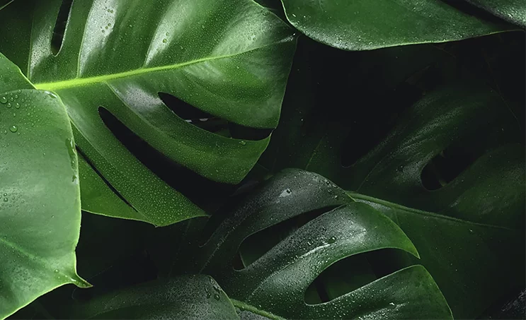 Une philosophie éco-responsable