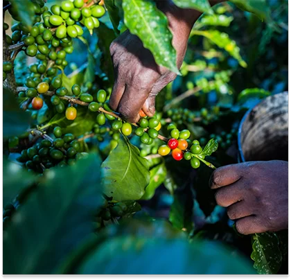au plus  près des producteurs