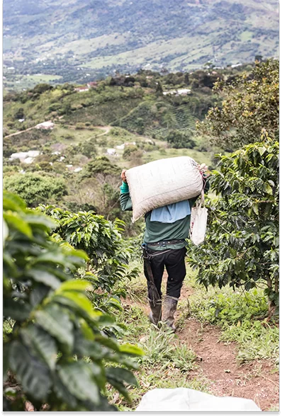 au plus  près des producteurs