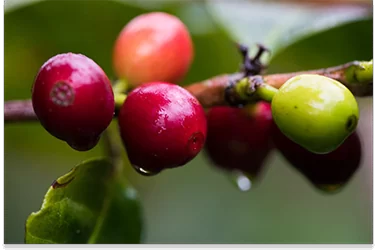 un café de spécialité